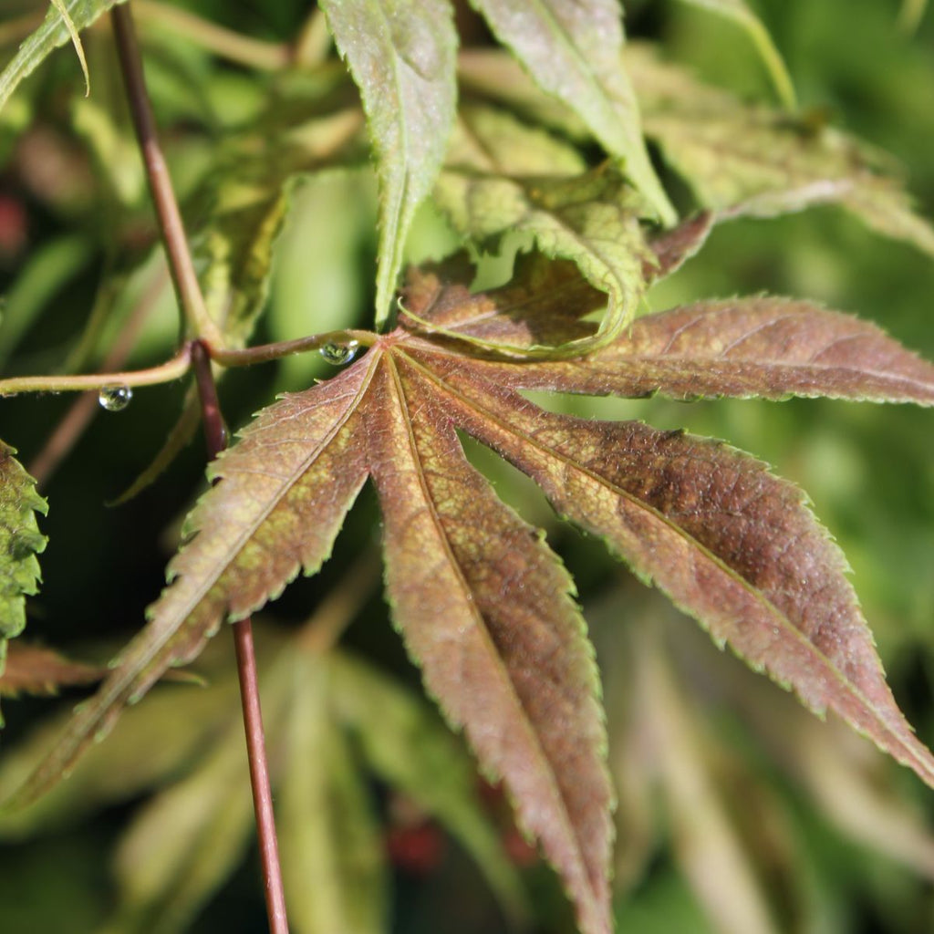Acer palmatum 'Elmwood' (CG)