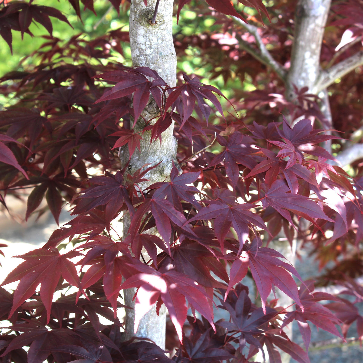 Acer palmatum 'Emperor I'