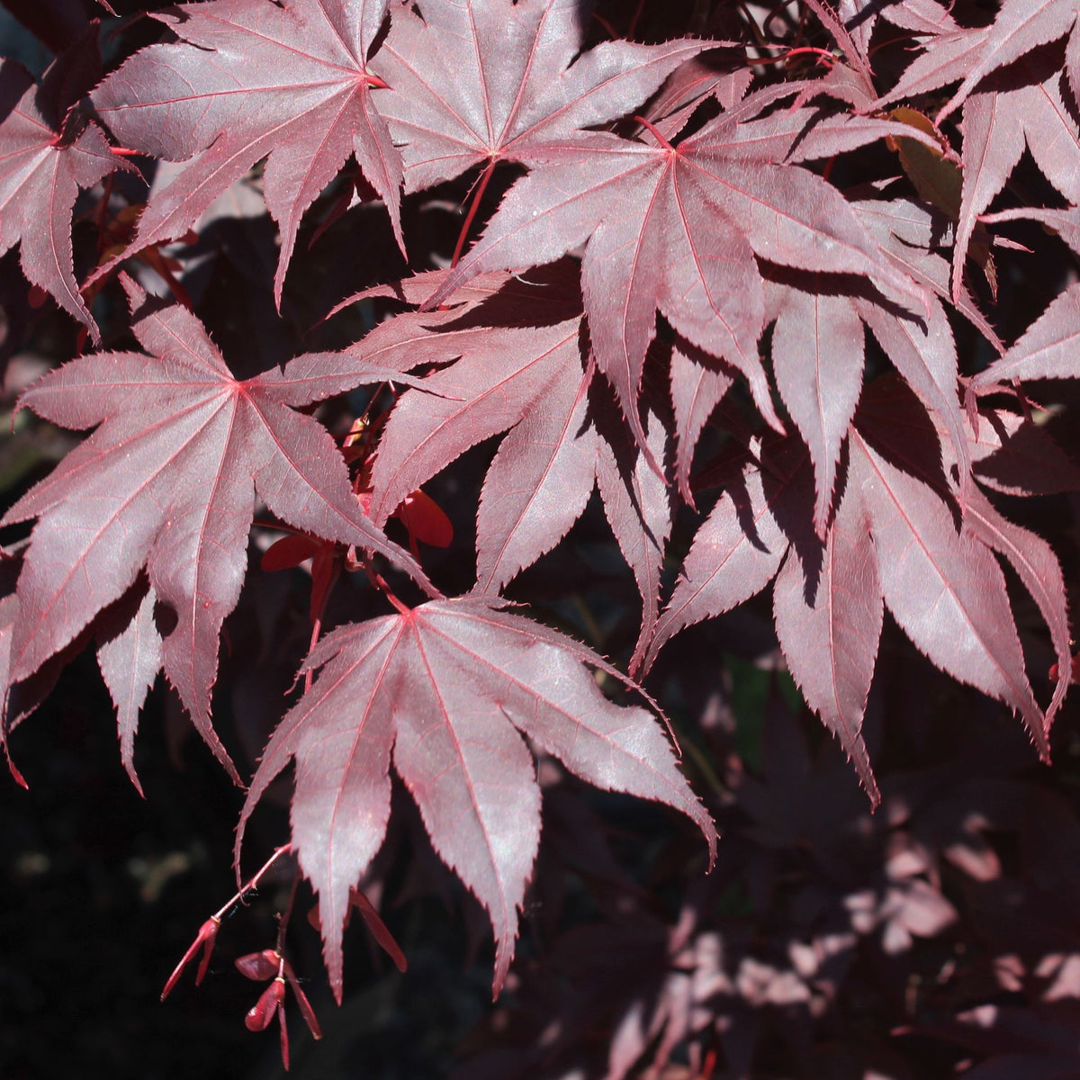 Acer palmatum 'Emperor I'