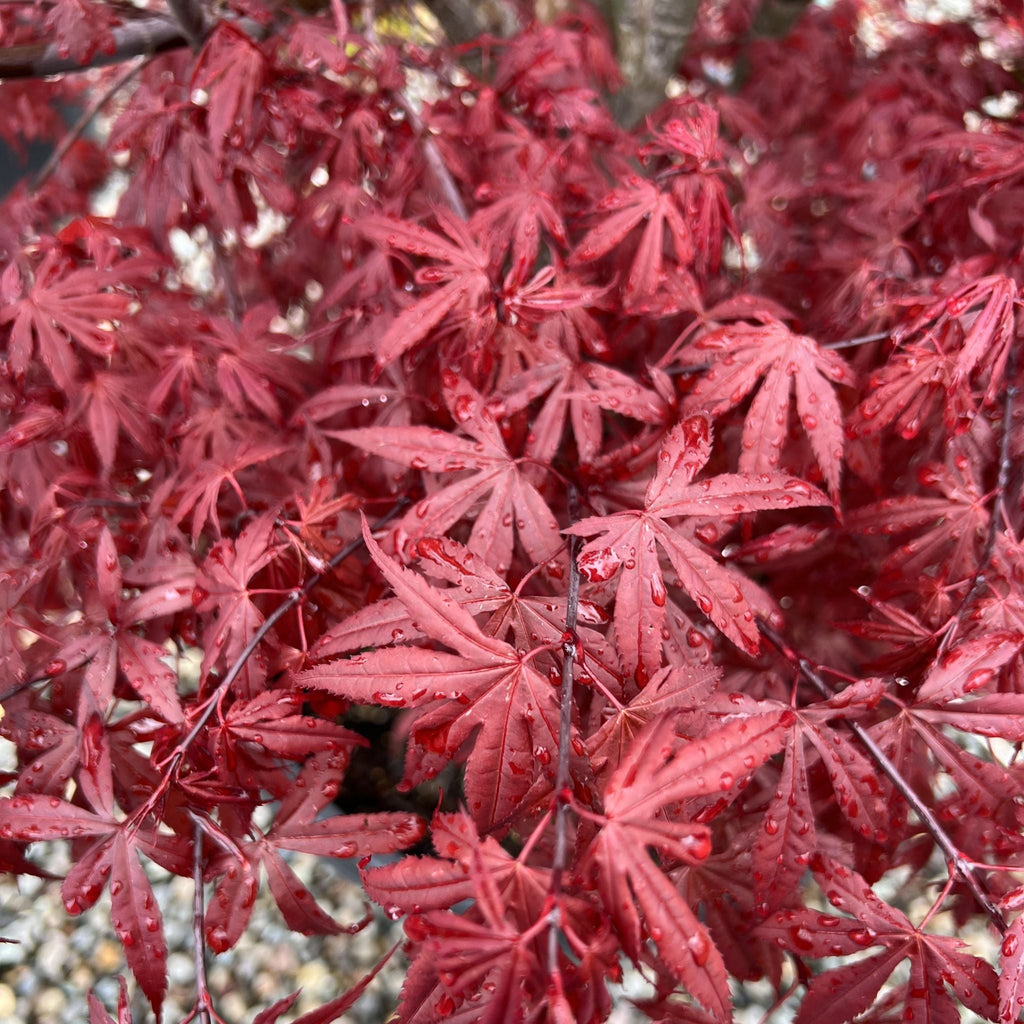 Acer palmatum 'English Town' (DWARF) (CG)