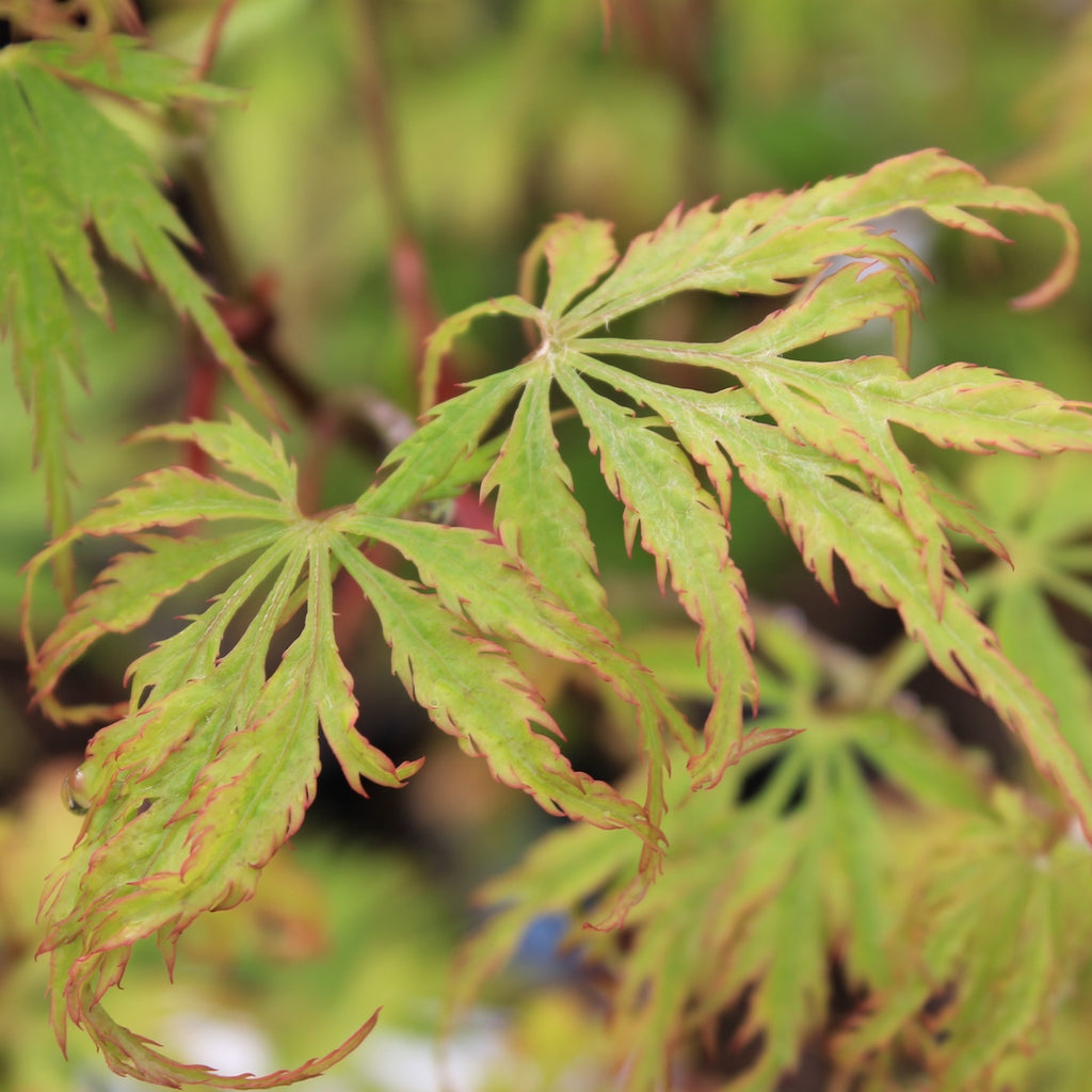 Acer palmatum 'Felice' (CG)