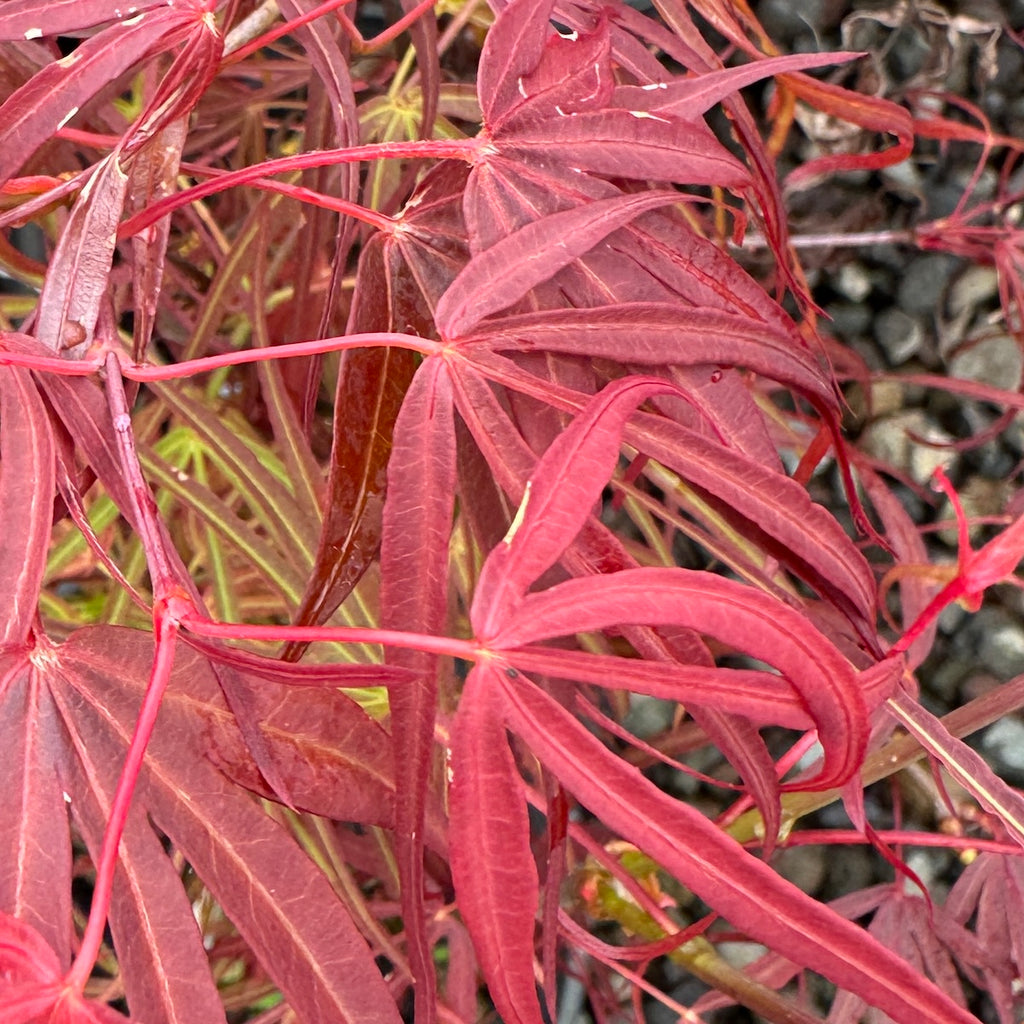 Acer palmatum 'Filifera Purpurea'
