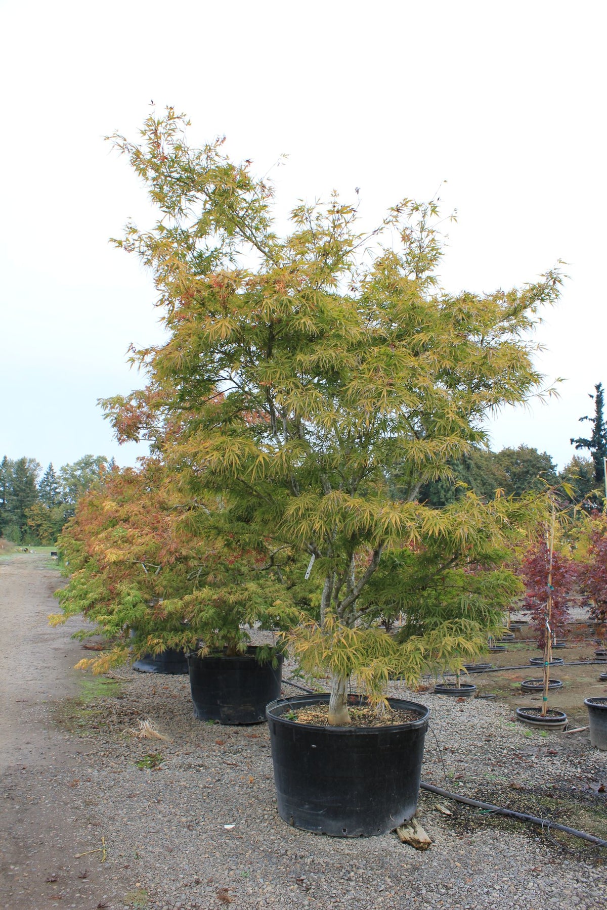 Acer palmatum 'Filifera Purpurea'