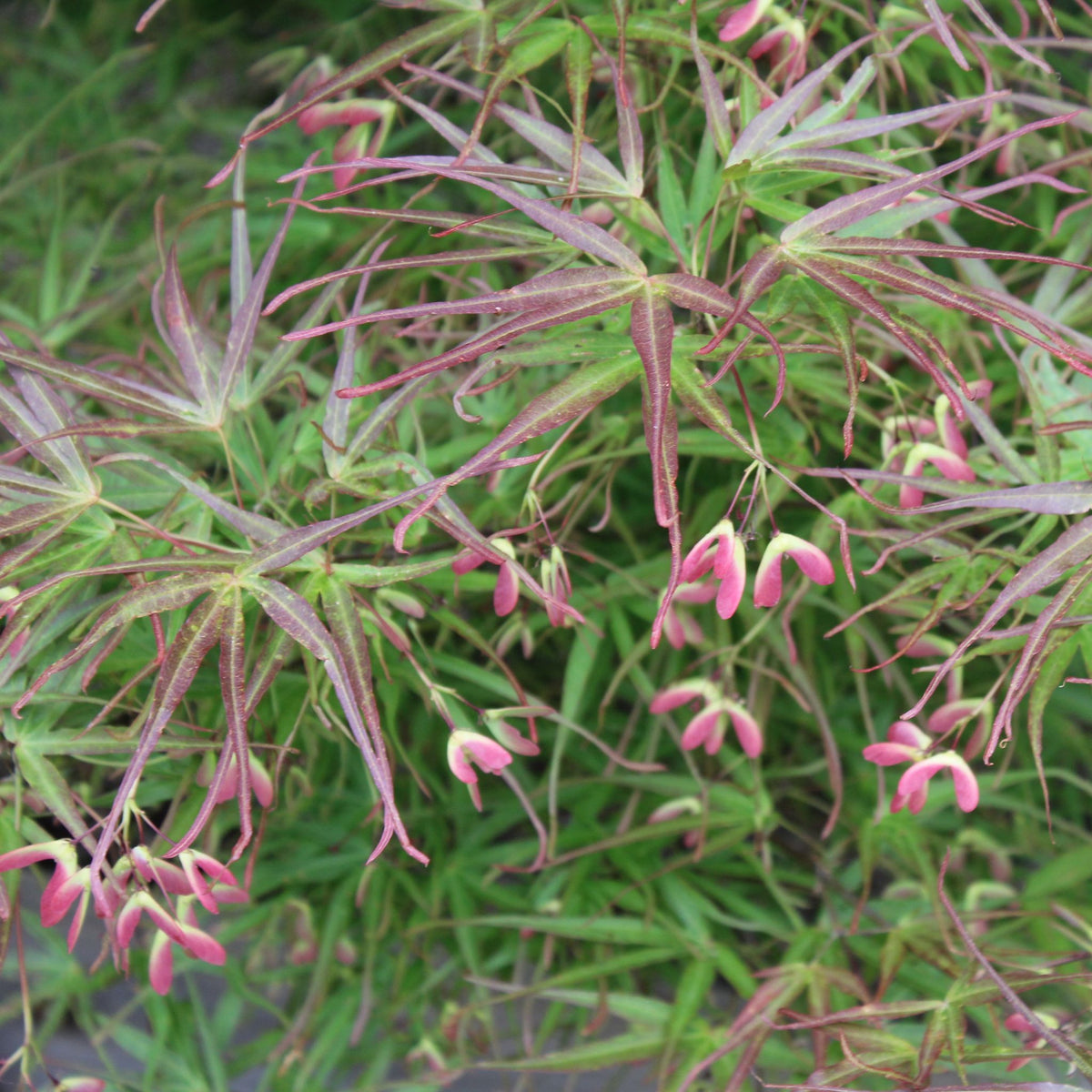 Acer palmatum 'Filifera Purpurea'