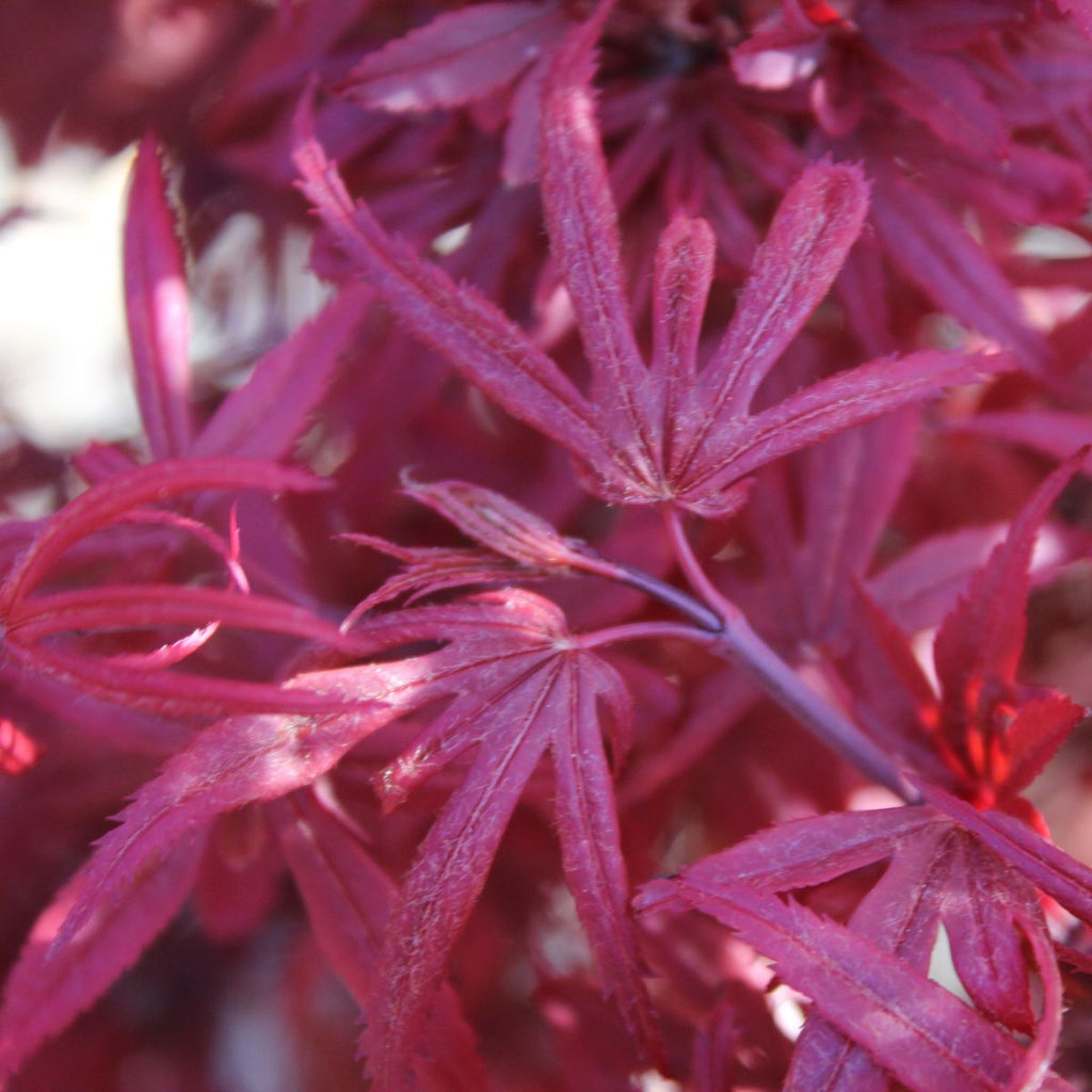 Acer palmatum 'Fireball' (DWARF) (CG)