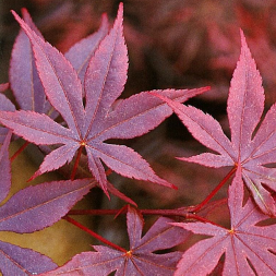 Acer palmatum 'Fireglow'