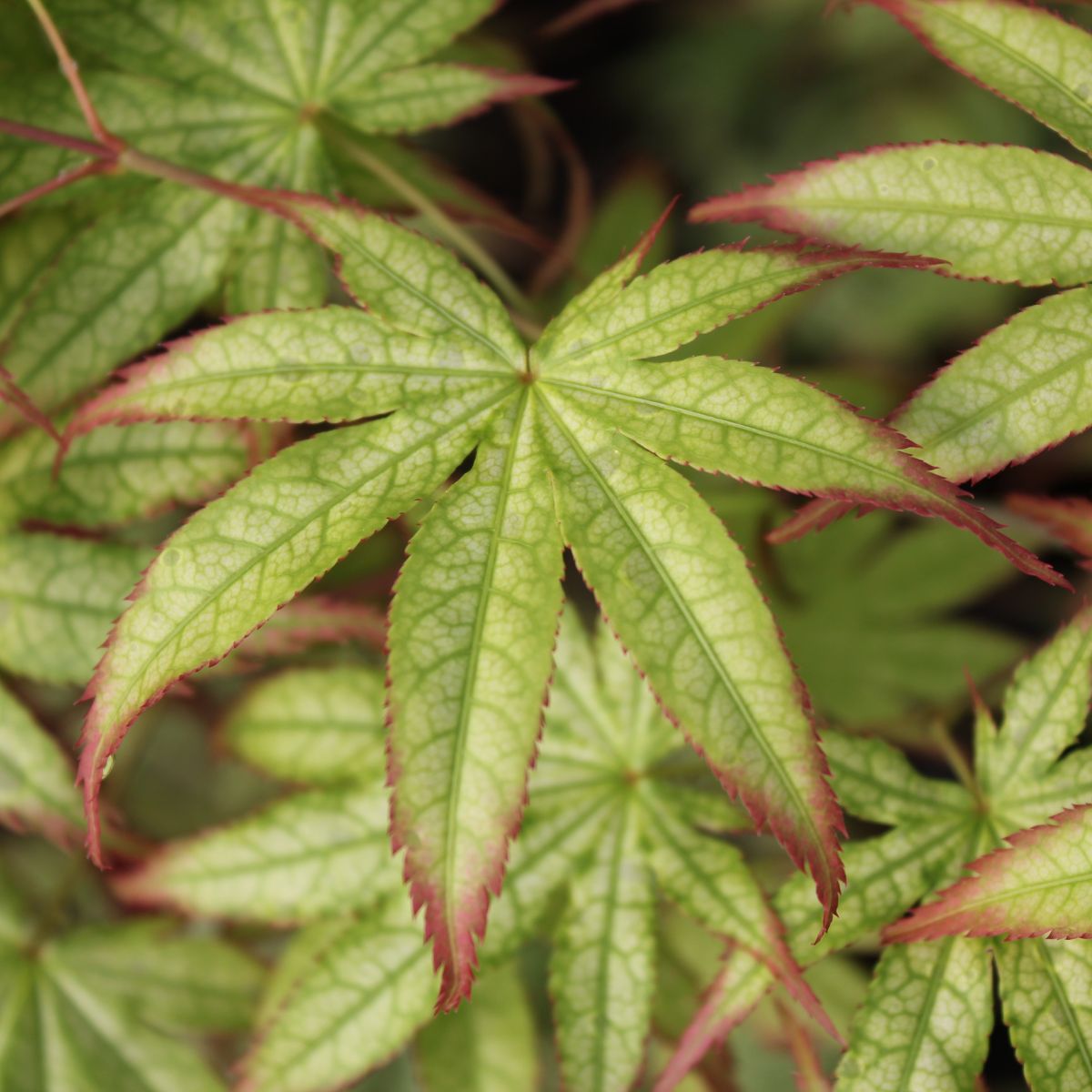 Acer palmatum 'First Ghost'