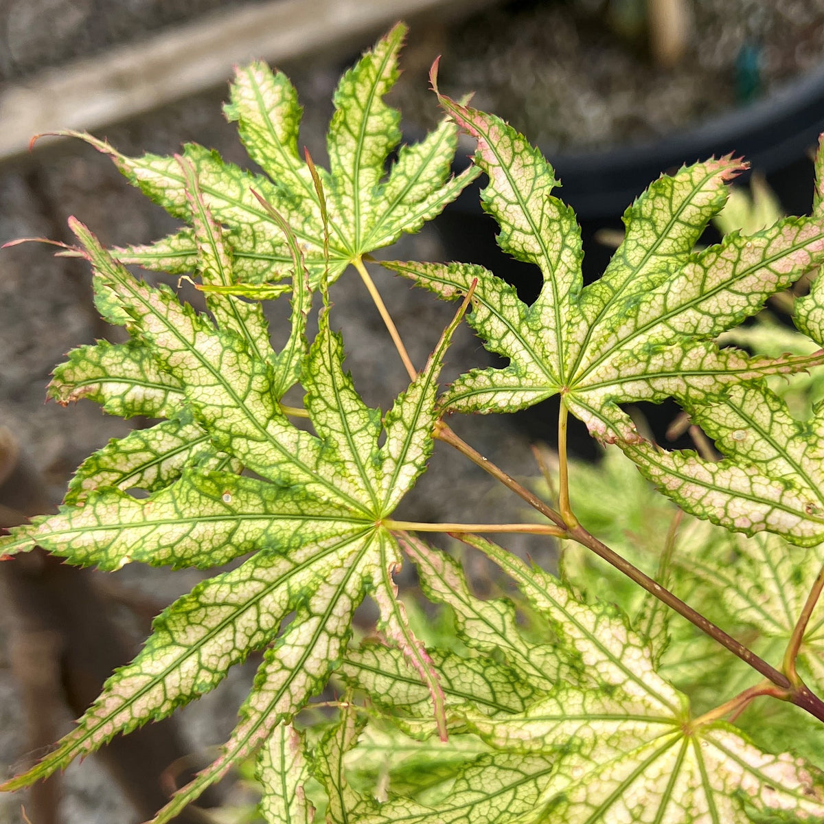 Acer palmatum 'First Ghost'