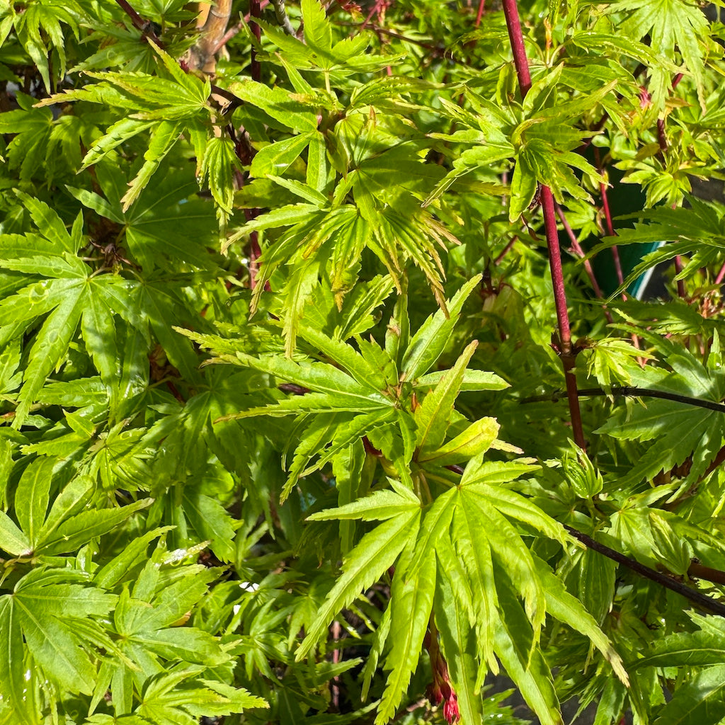 Acer palmatum 'Fjellheim' (DWARF) (CG)