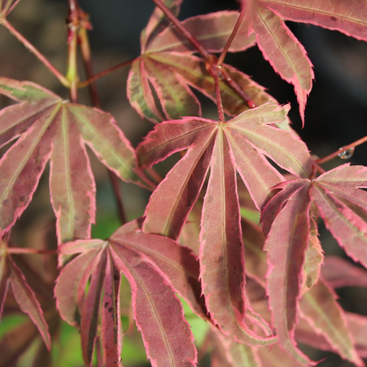 Acer palmatum 'Fujiama'