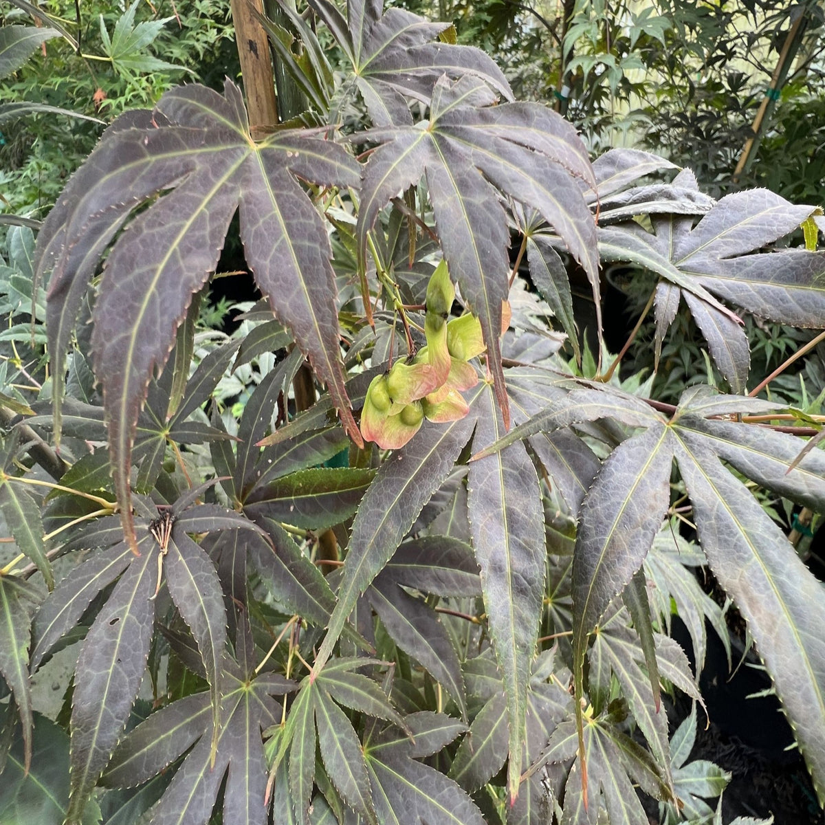 Acer palmatum 'Geisha'