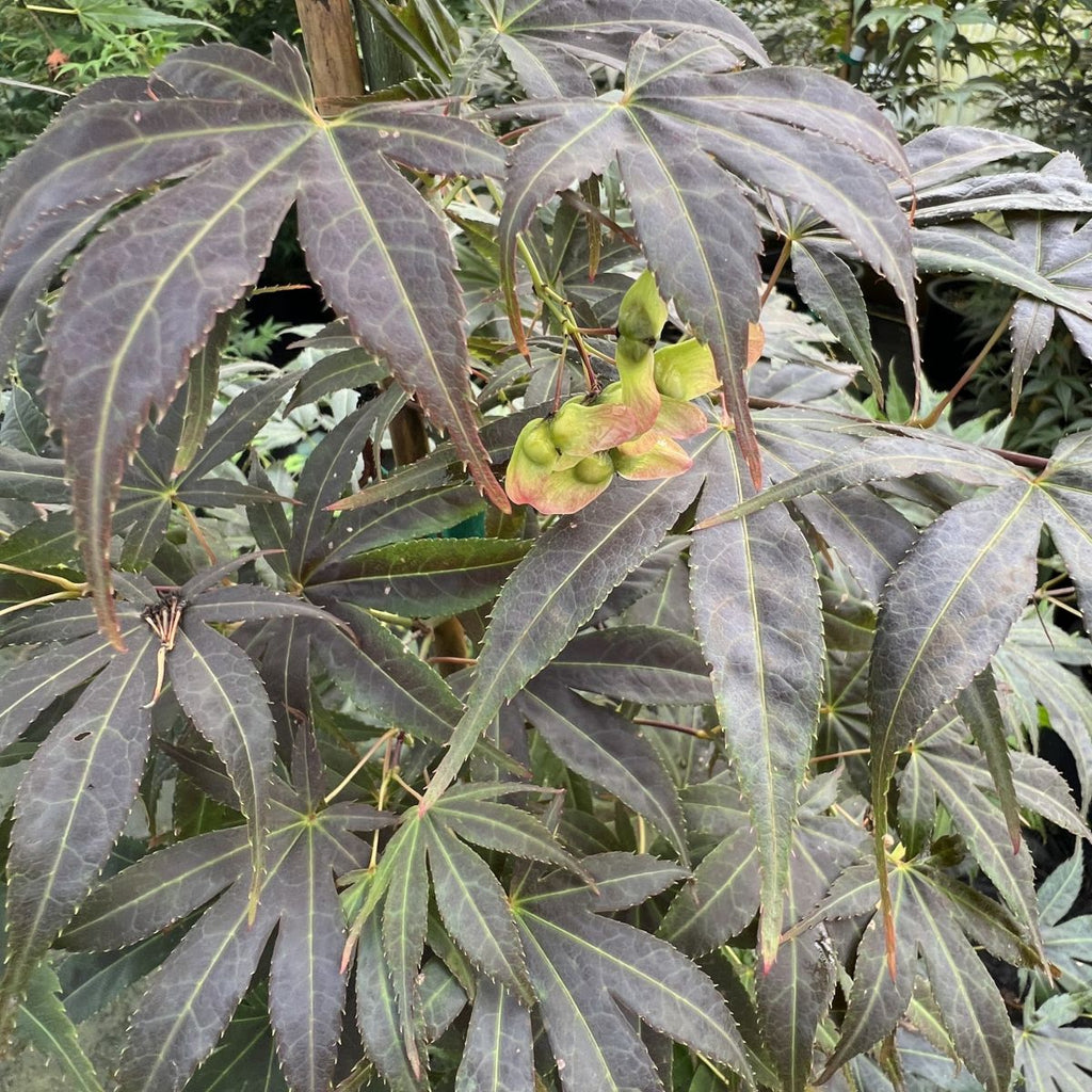 Acer palmatum 'Geisha' (CG)