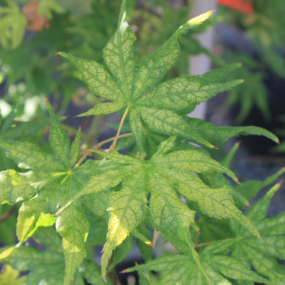 Acer palmatum 'Ghost Dancer'