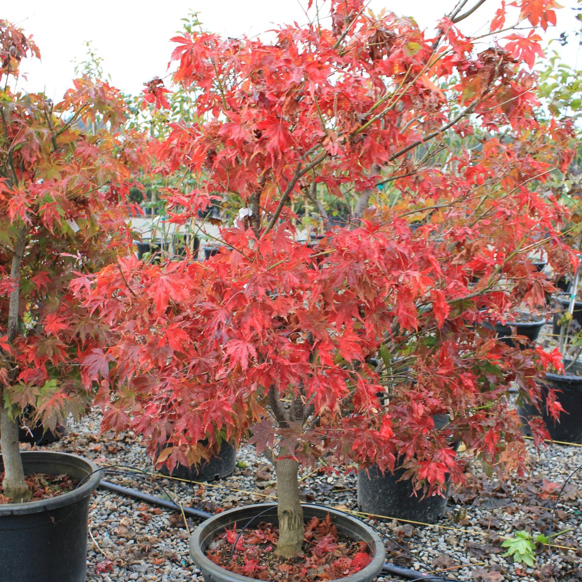 Acer palmatum 'Grandma Ghost'
