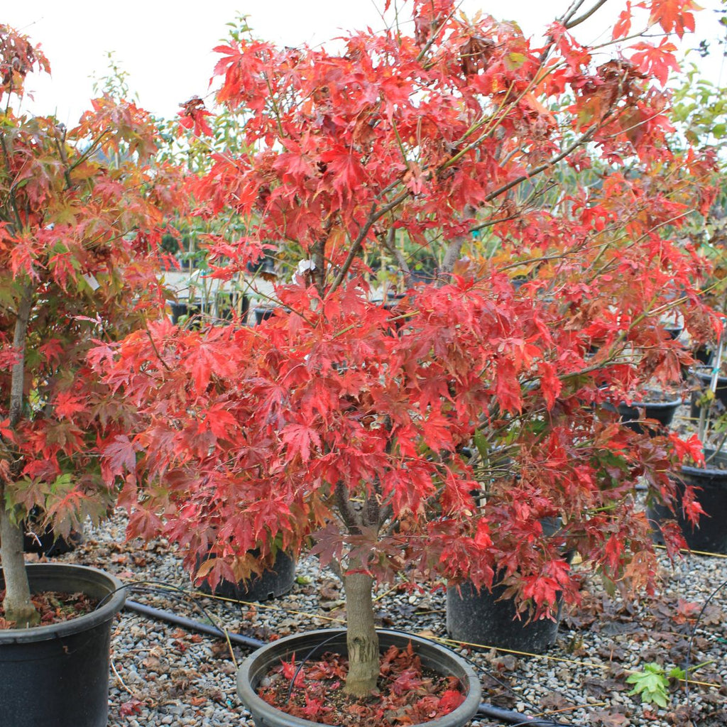 Acer palmatum 'Grandma Ghost' (BBP)