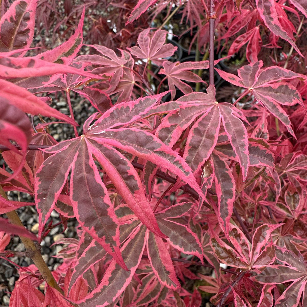 Acer palmatum 'Gwen's Rose Delight' - Shirazz™ (CG)