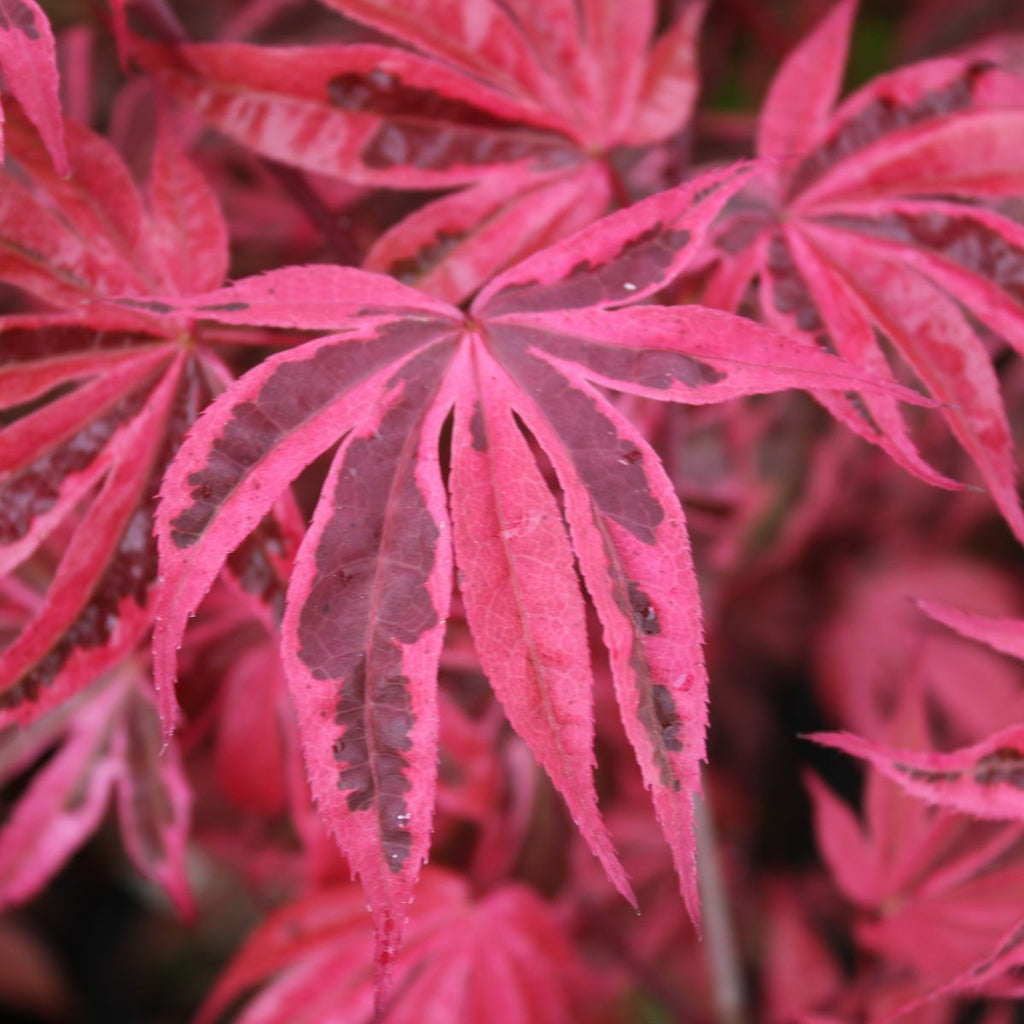 Acer palmatum 'Gwen's Rose Delight' - Shirazz™ (BBP)