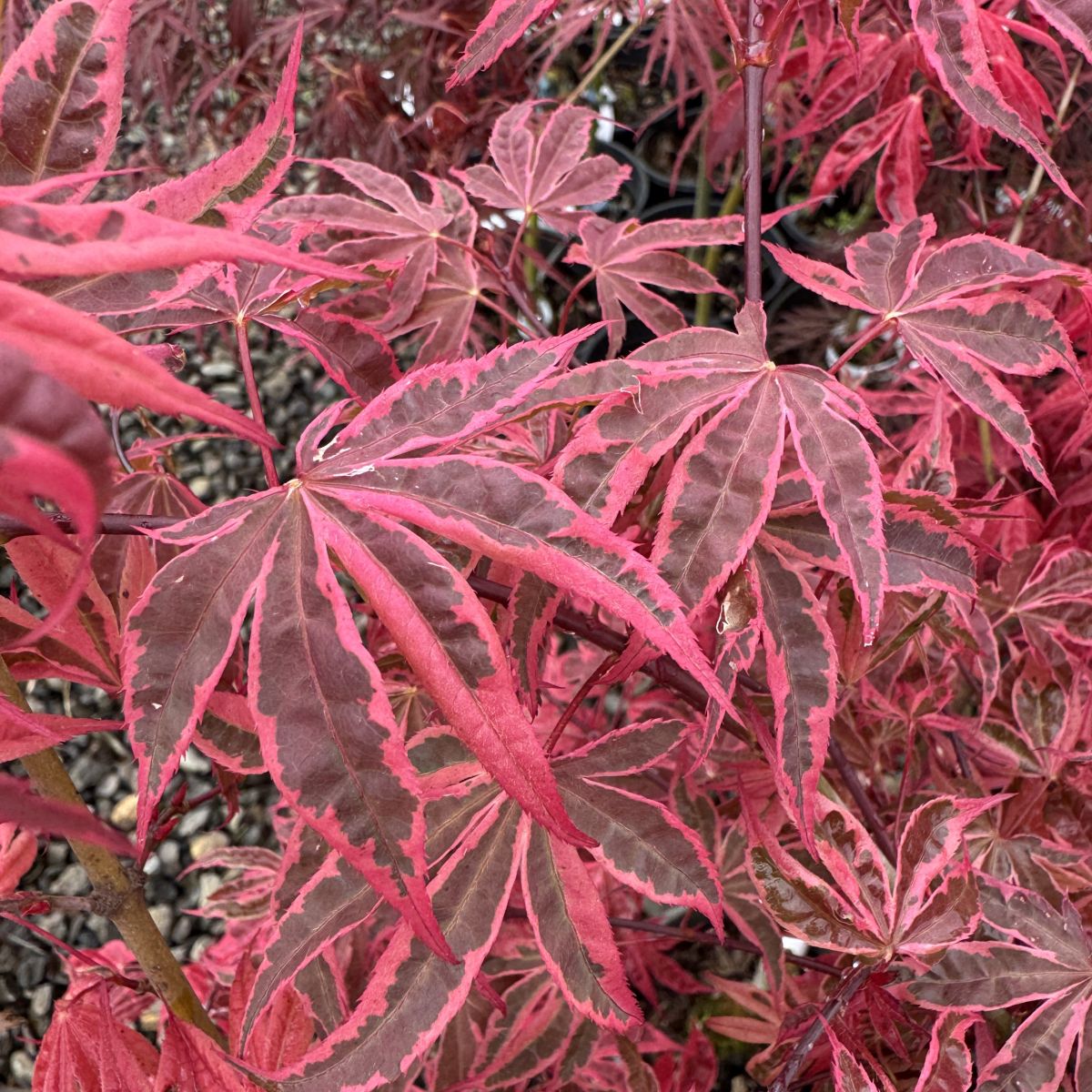 Acer palmatum 'Gwen's Rose Delight' - Shirazz™ – Loen Nursery, Inc.