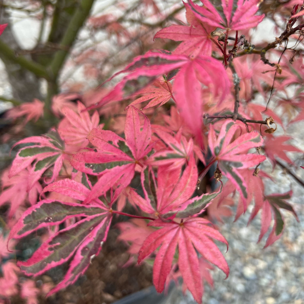 Acer palmatum 'Gwen's Rose Delight' - Shirazz™ (CG) – Loen Nursery