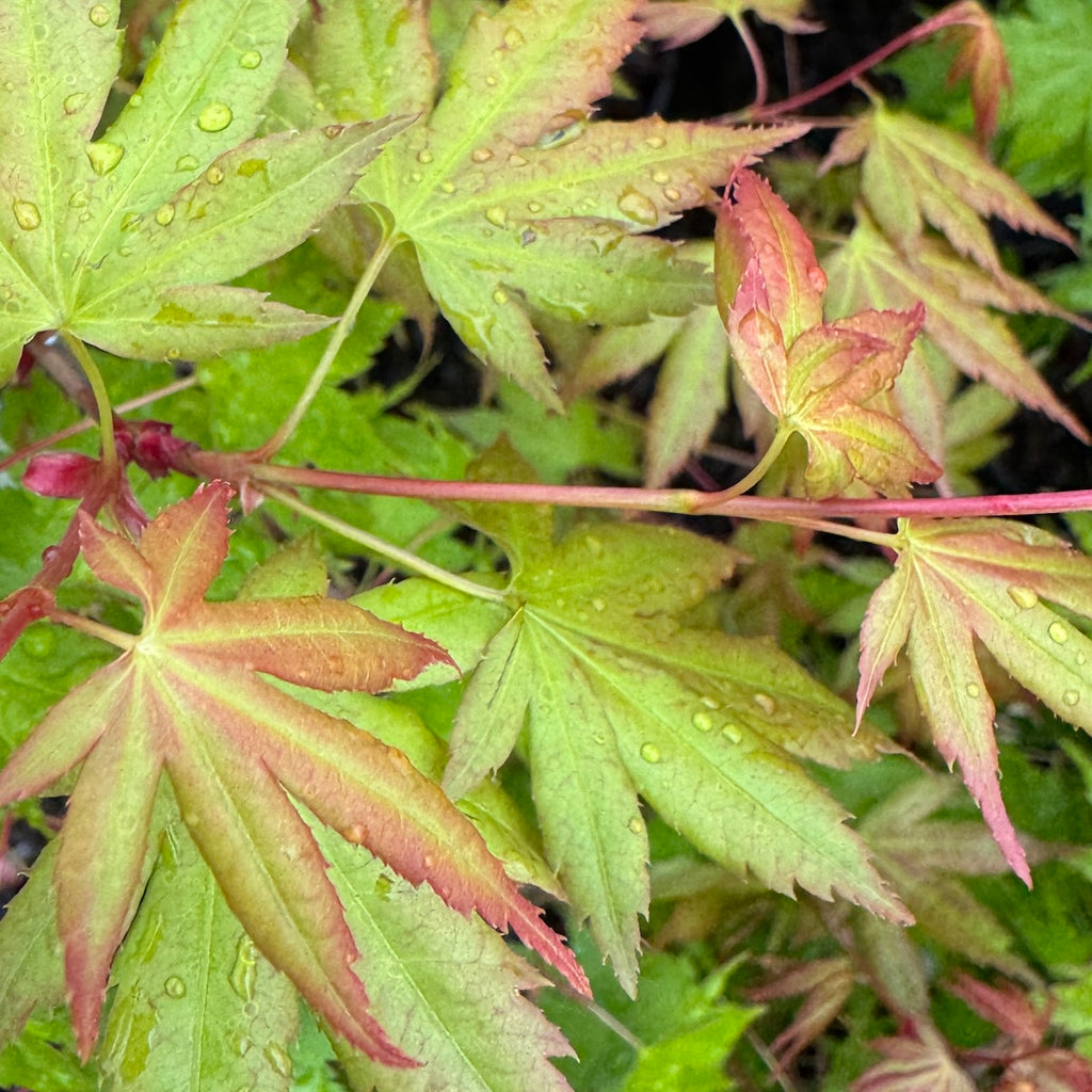 Acer palmatum 'Hana Fabuki' (CG)