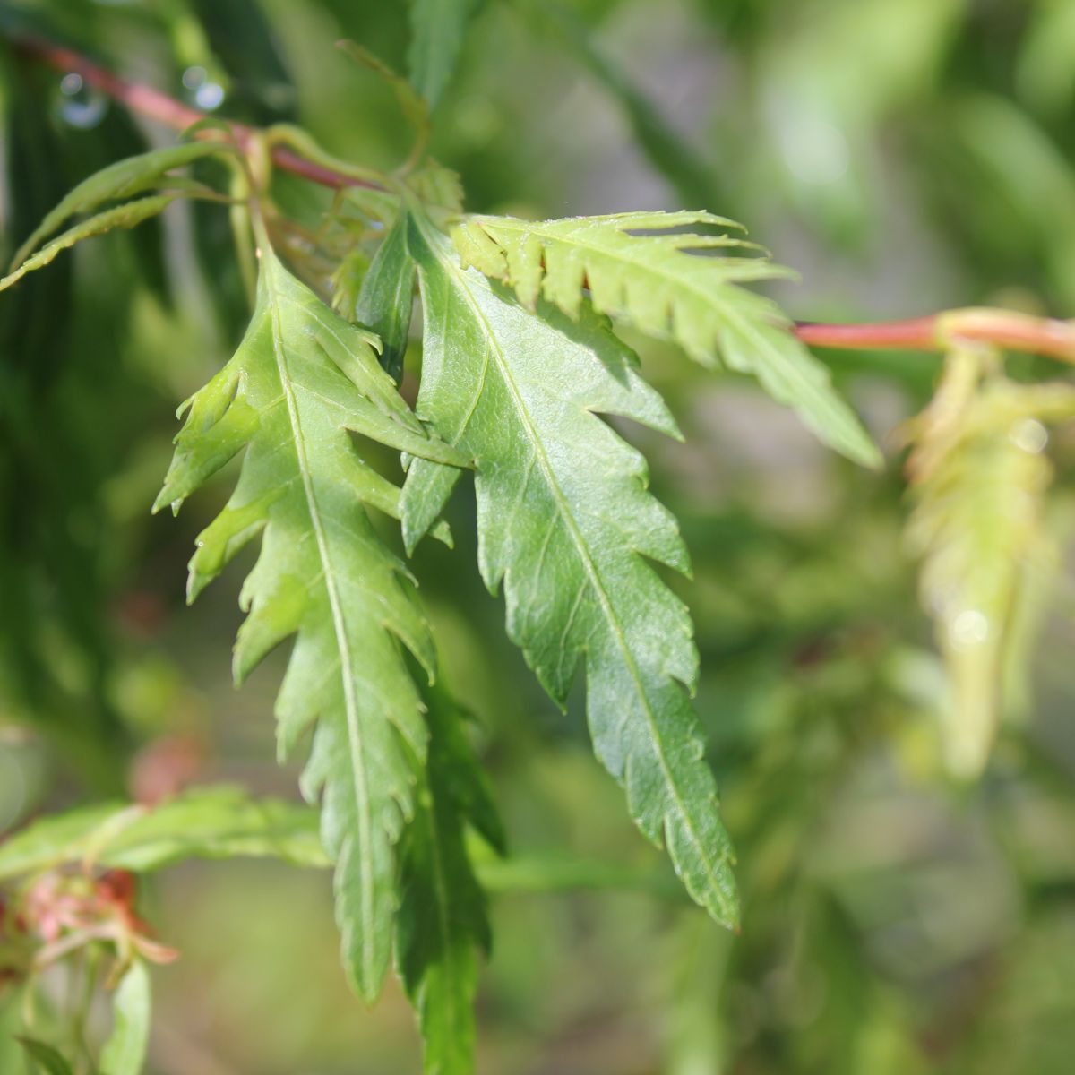Acer palmatum 'Hazeroino'