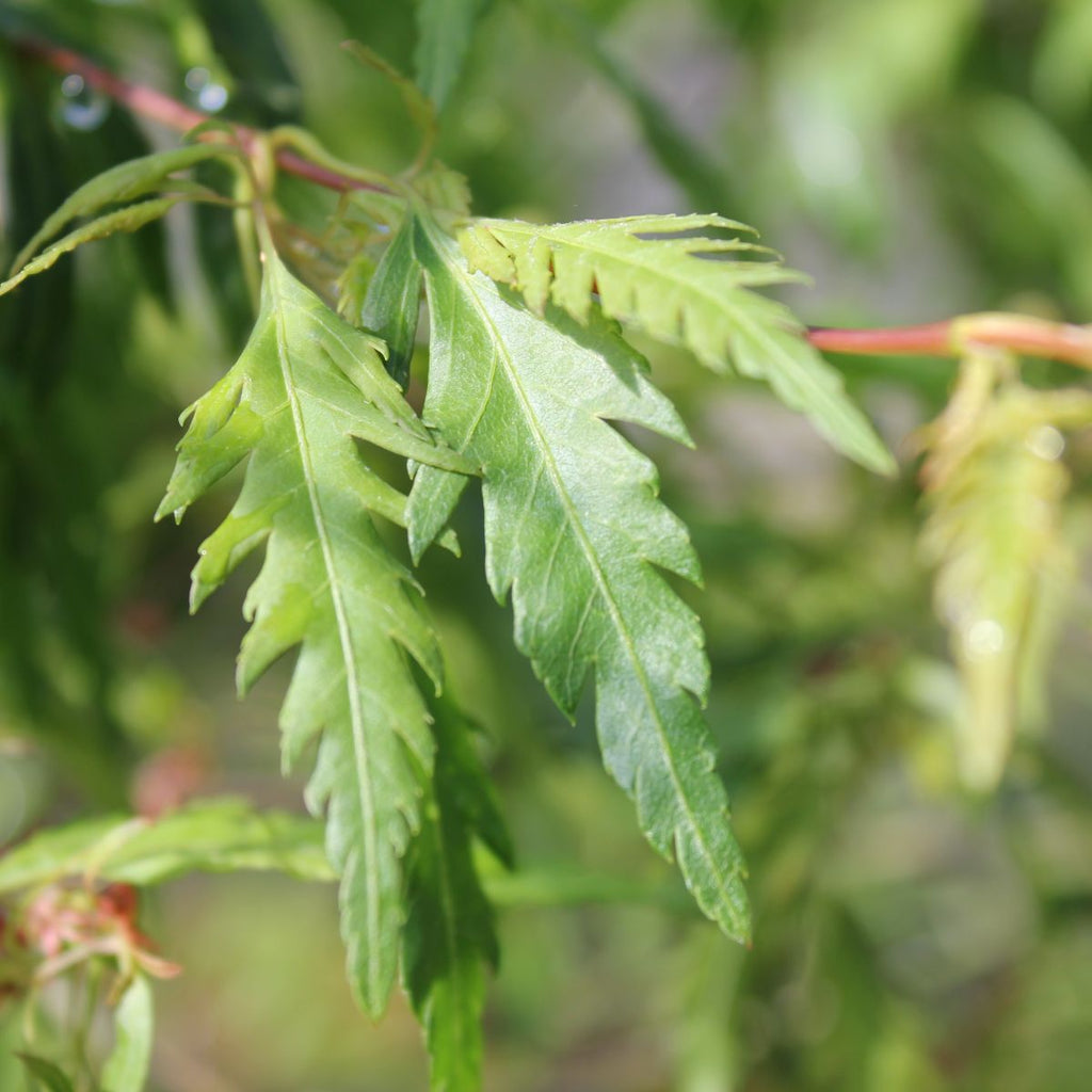 Acer palmatum 'Hazeroino' (CG)