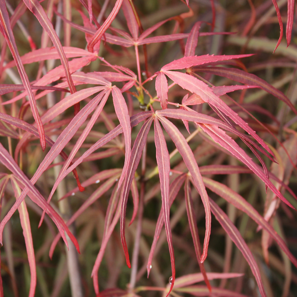 Acer palmatum 'Hubb's Red Willow'
