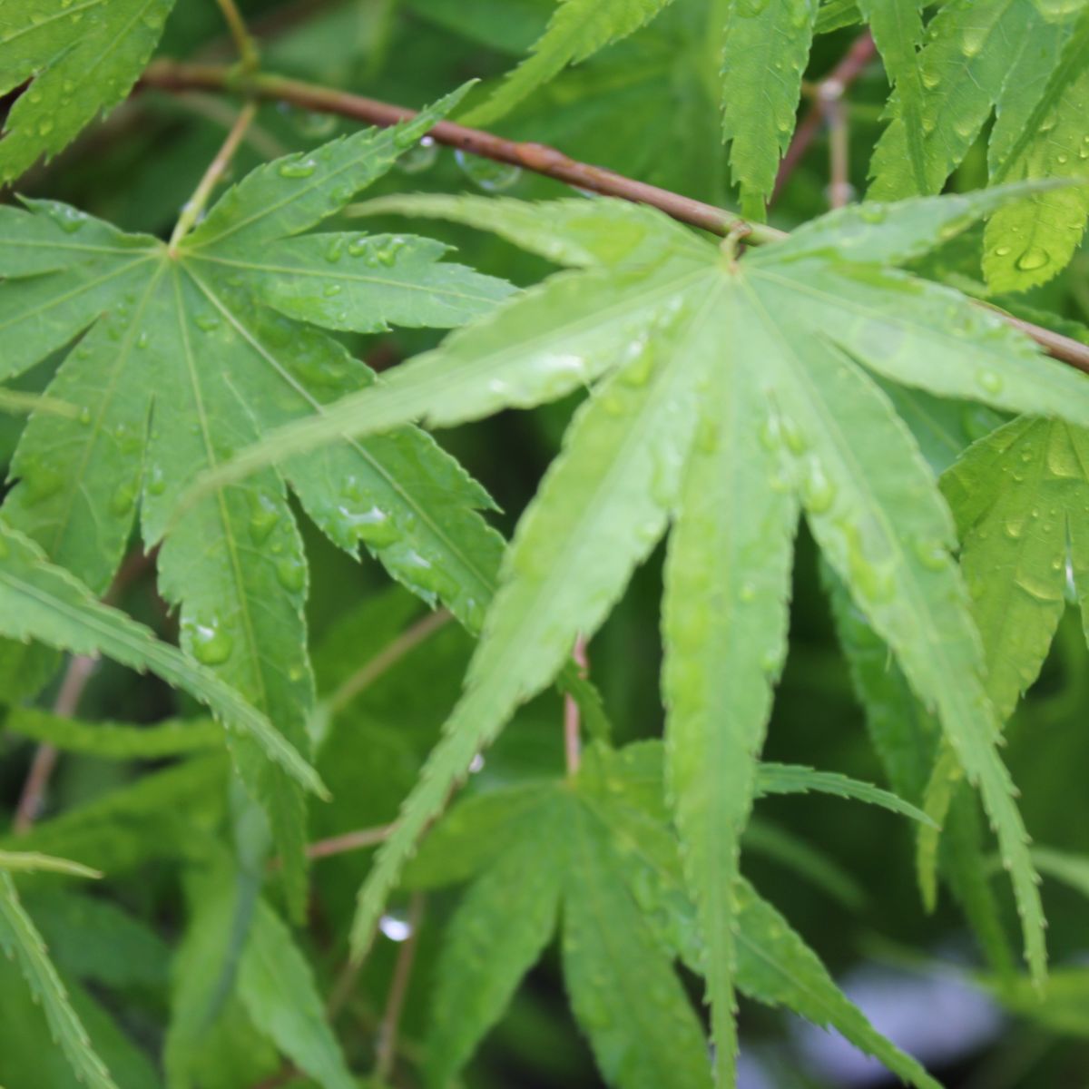 Acer palmatum 'Ibo nishiki'