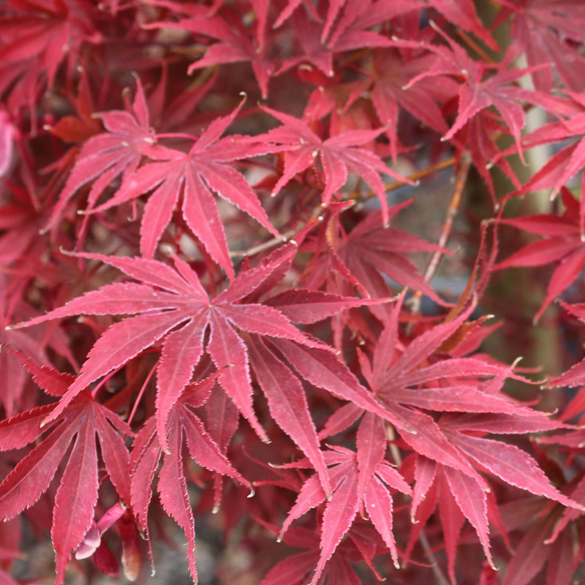 Acer palmatum 'Inazuma'