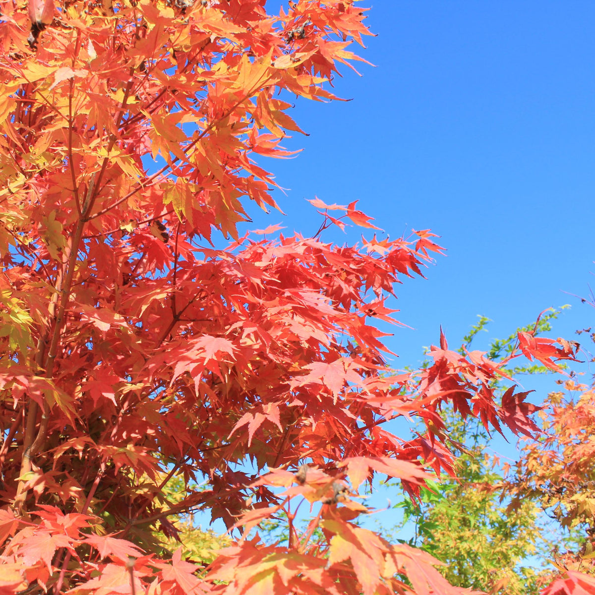 Acer palmatum 'Japanese Sunrise'