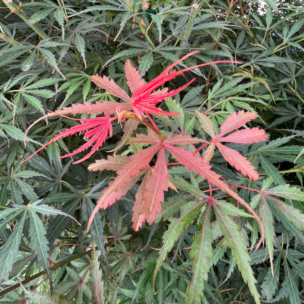 Acer palmatum 'Jerre Schwartz' (CG)