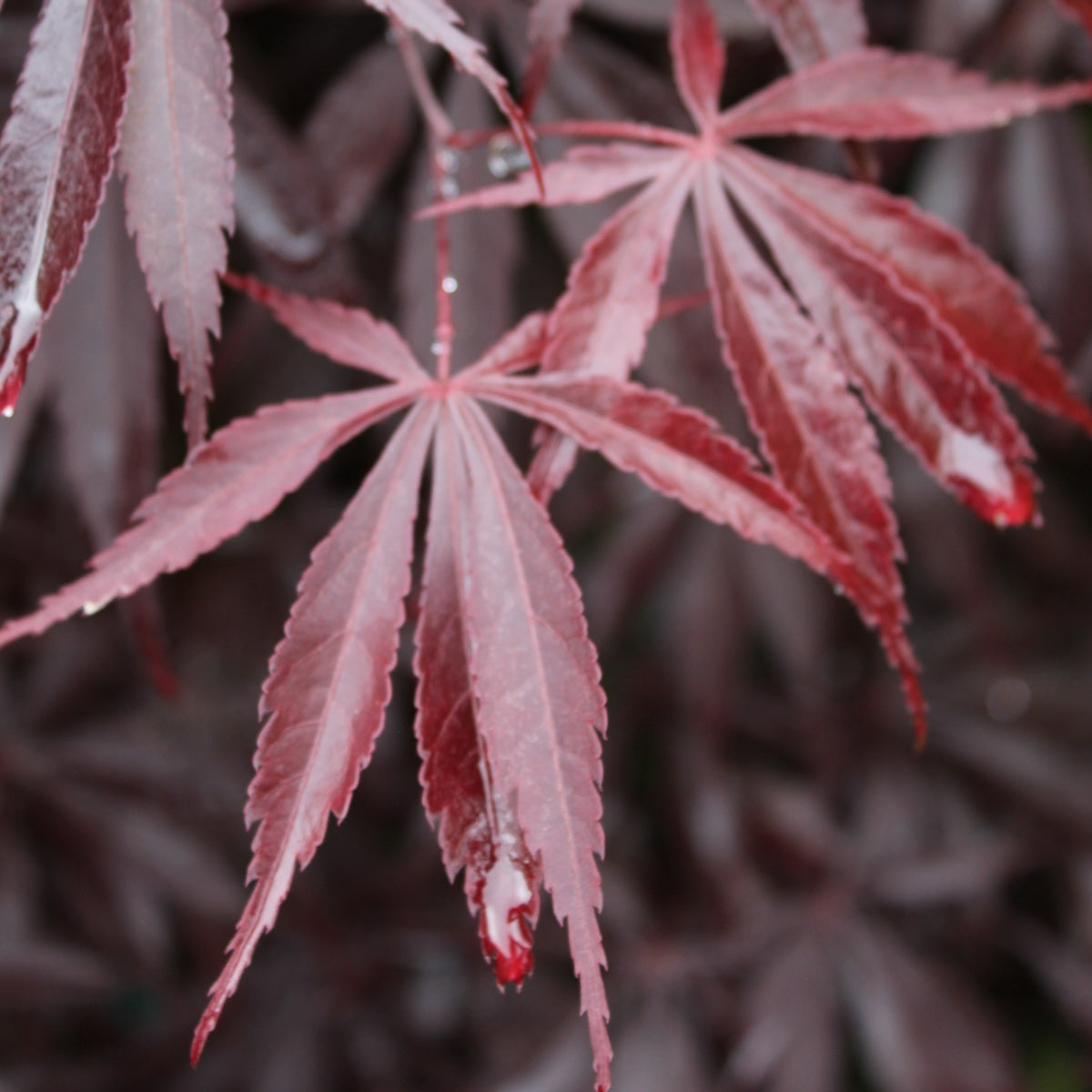 Acer palmatum 'Jubilee'