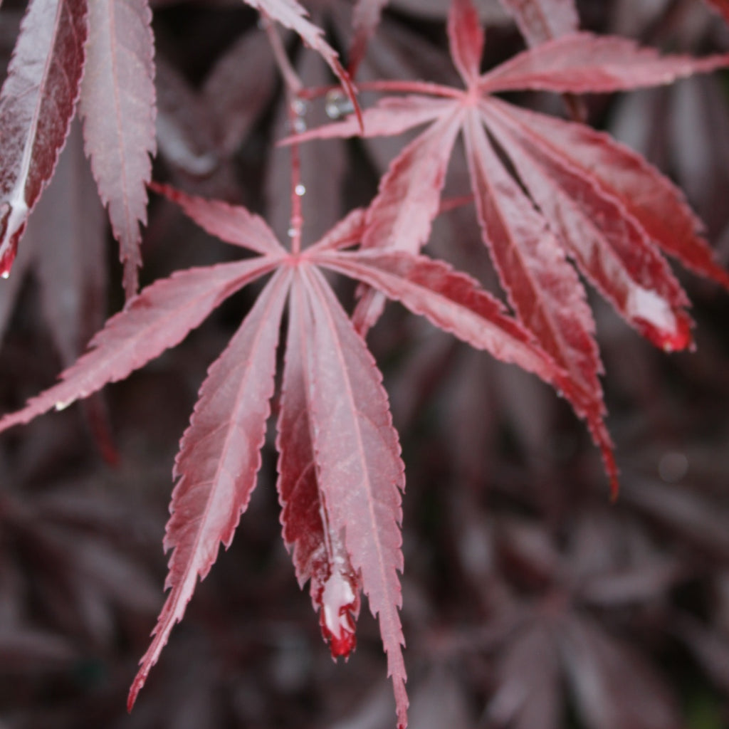 Acer palmatum 'Jubilee' (BBP)