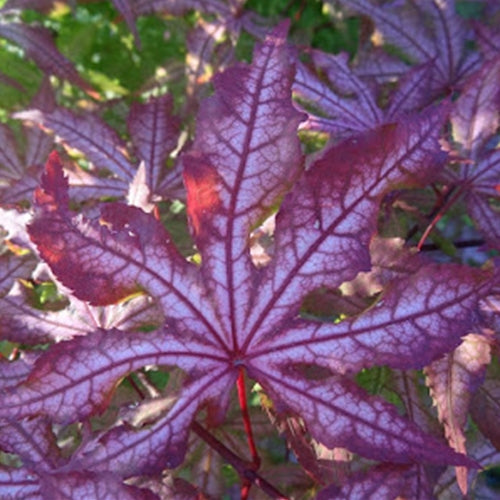 Acer palmatum 'Jubilee' (CG)