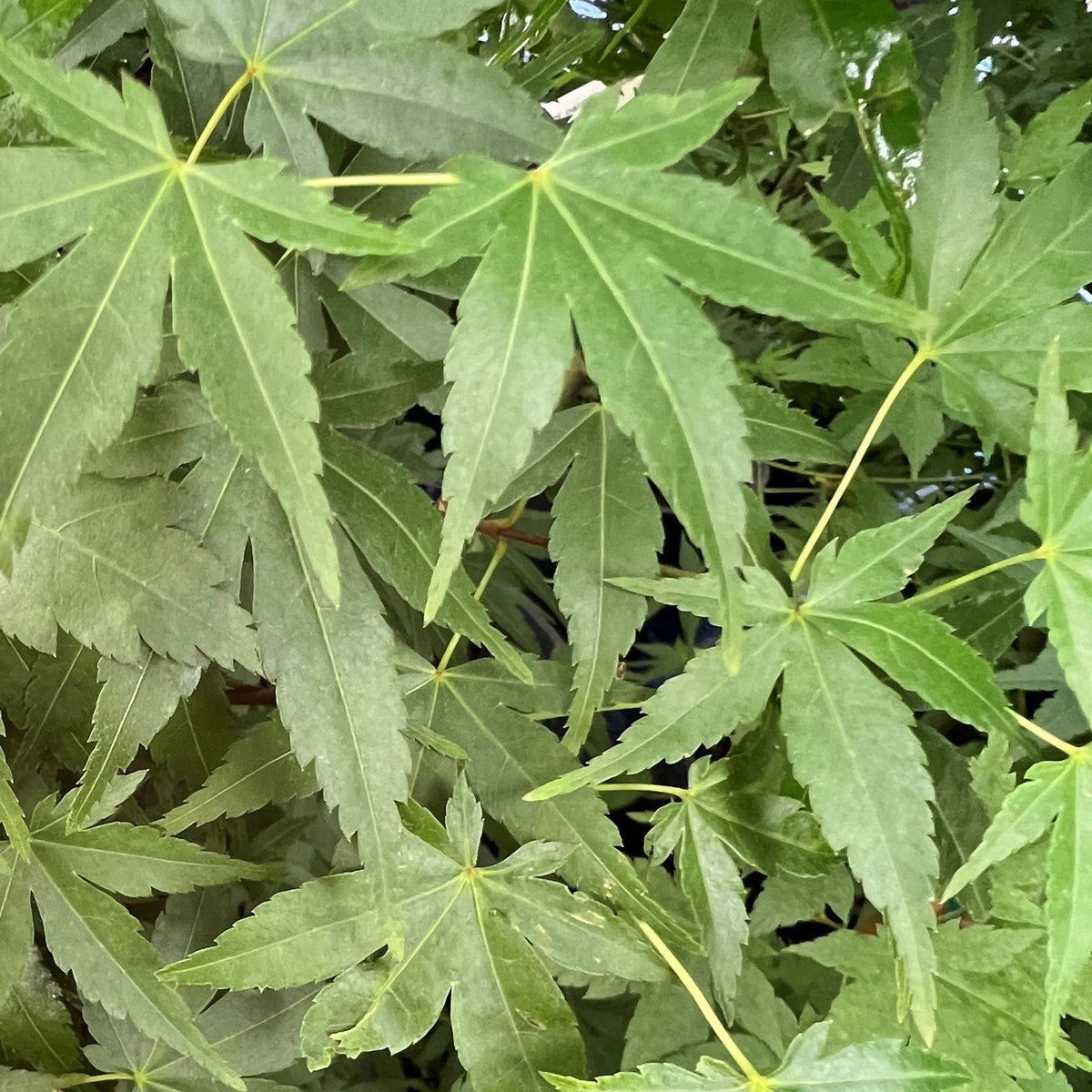 Acer palmatum 'Kagiri nishiki'