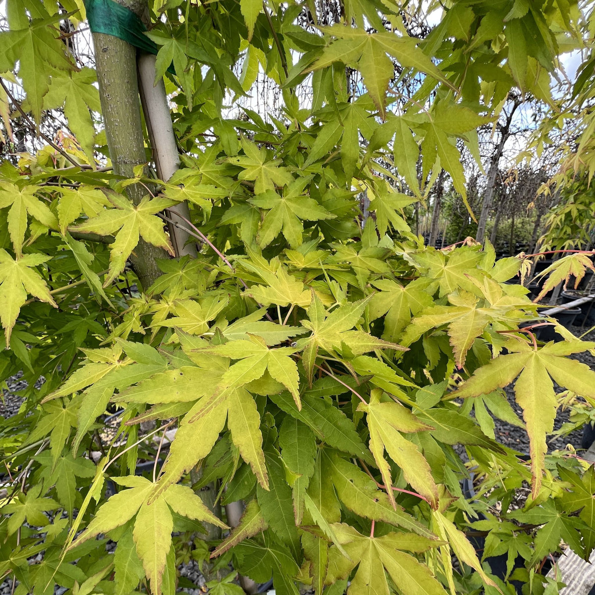 Acer palmatum 'Katsura'