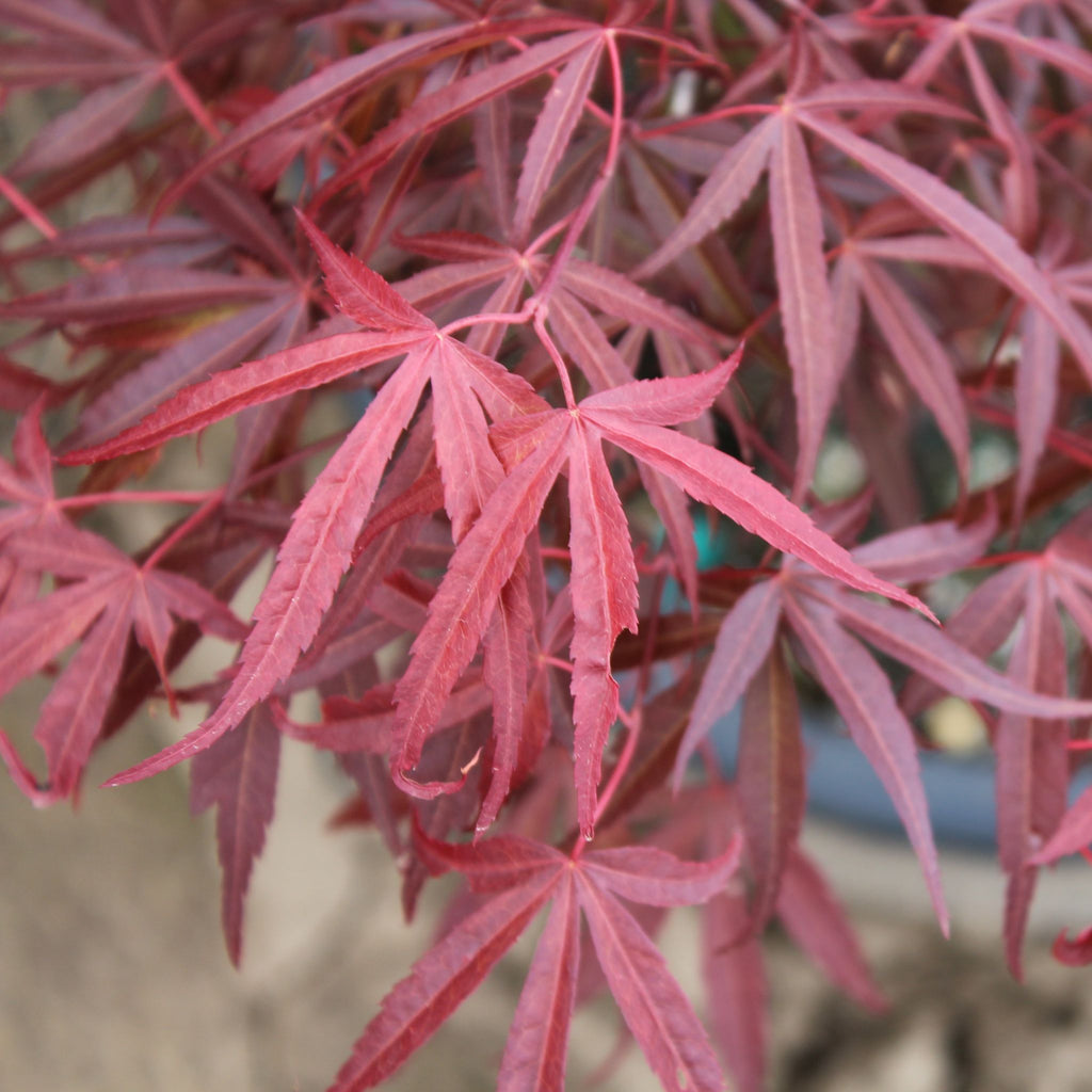 Acer palmatum 'Keiser' (CG)