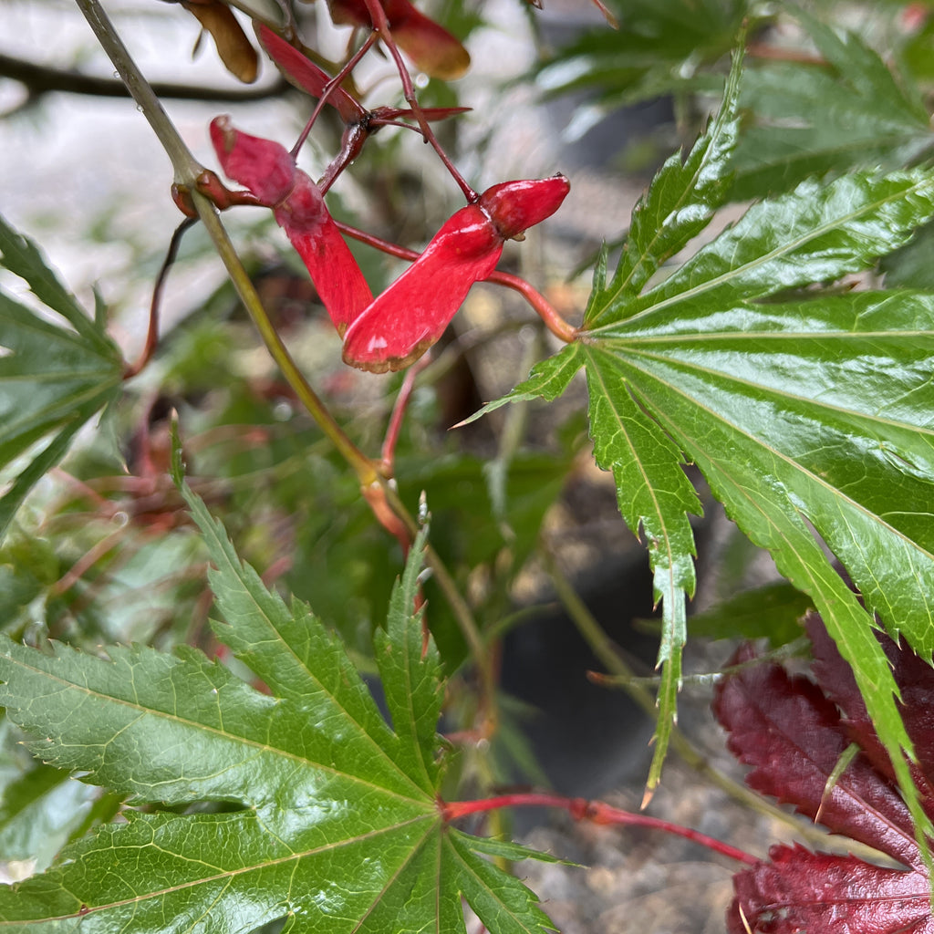 Acer palmatum 'Kinran' (BBP)
