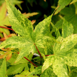 Acer palmatum 'Koshibori nishiki' (BBP)
