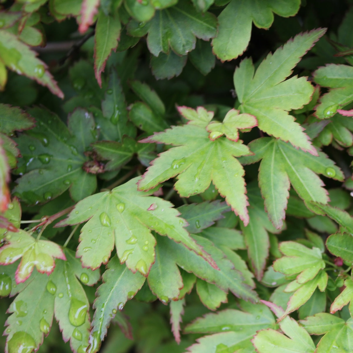 Acer palmatum 'Koto maru' (Dwarf)