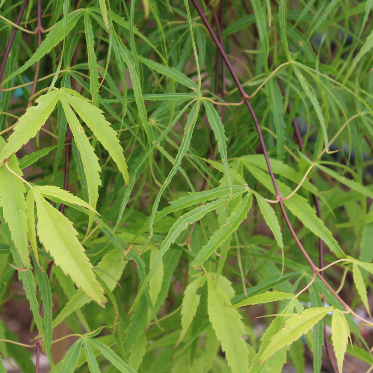 Acer palmatum 'Koto no ito'