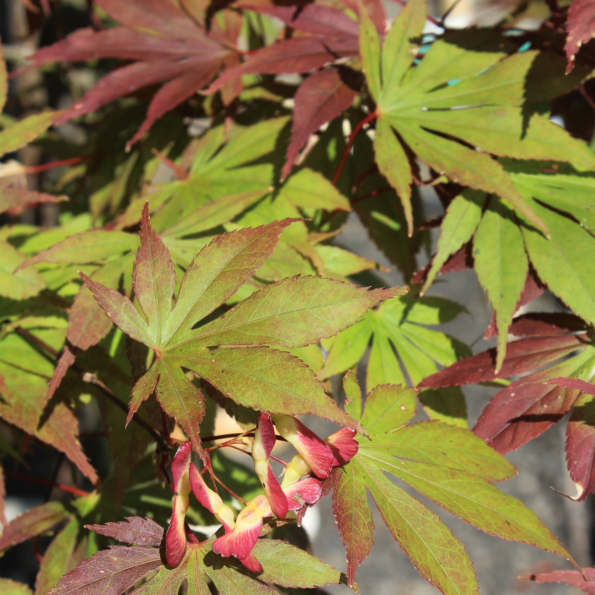 Acer palmatum 'Kurabu yama'