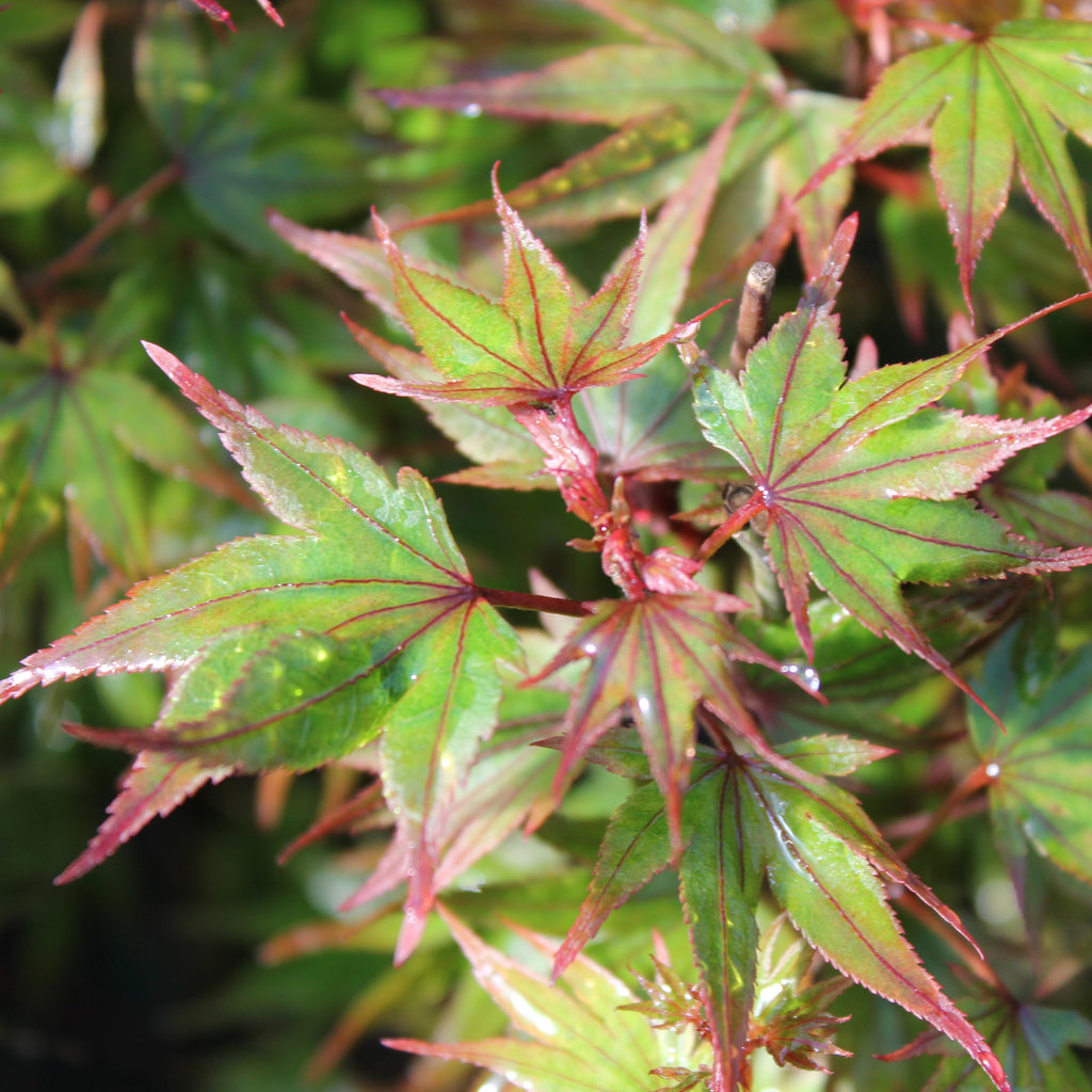 Acer palmatum 'Kuro hime' (CG)