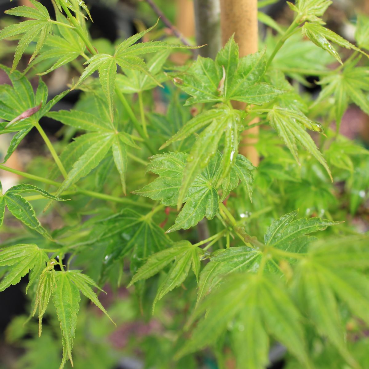 Acer palmatum 'Kurui jishi' (DWARF)