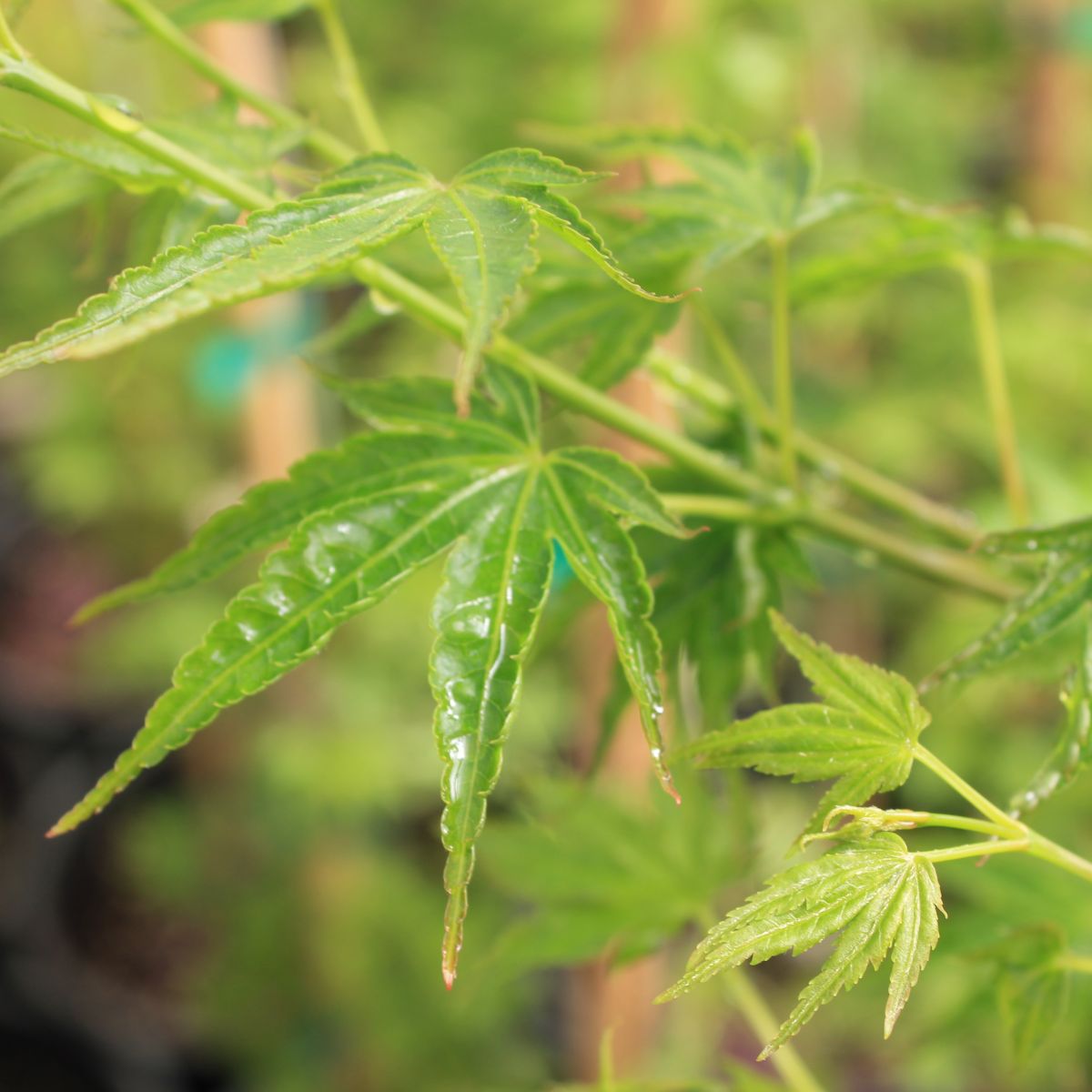 Acer palmatum 'Kurui jishi' (DWARF)