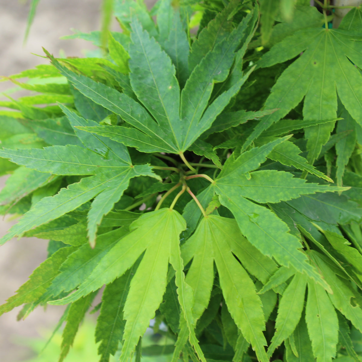 Acer palmatum 'Mikawa yatsubusa' (Dwarf)