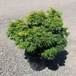 Acer palmatum 'Mikawa yatsubusa' (Dwarf)