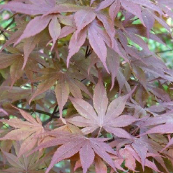 Acer palmatum 'Moonfire' (CG)