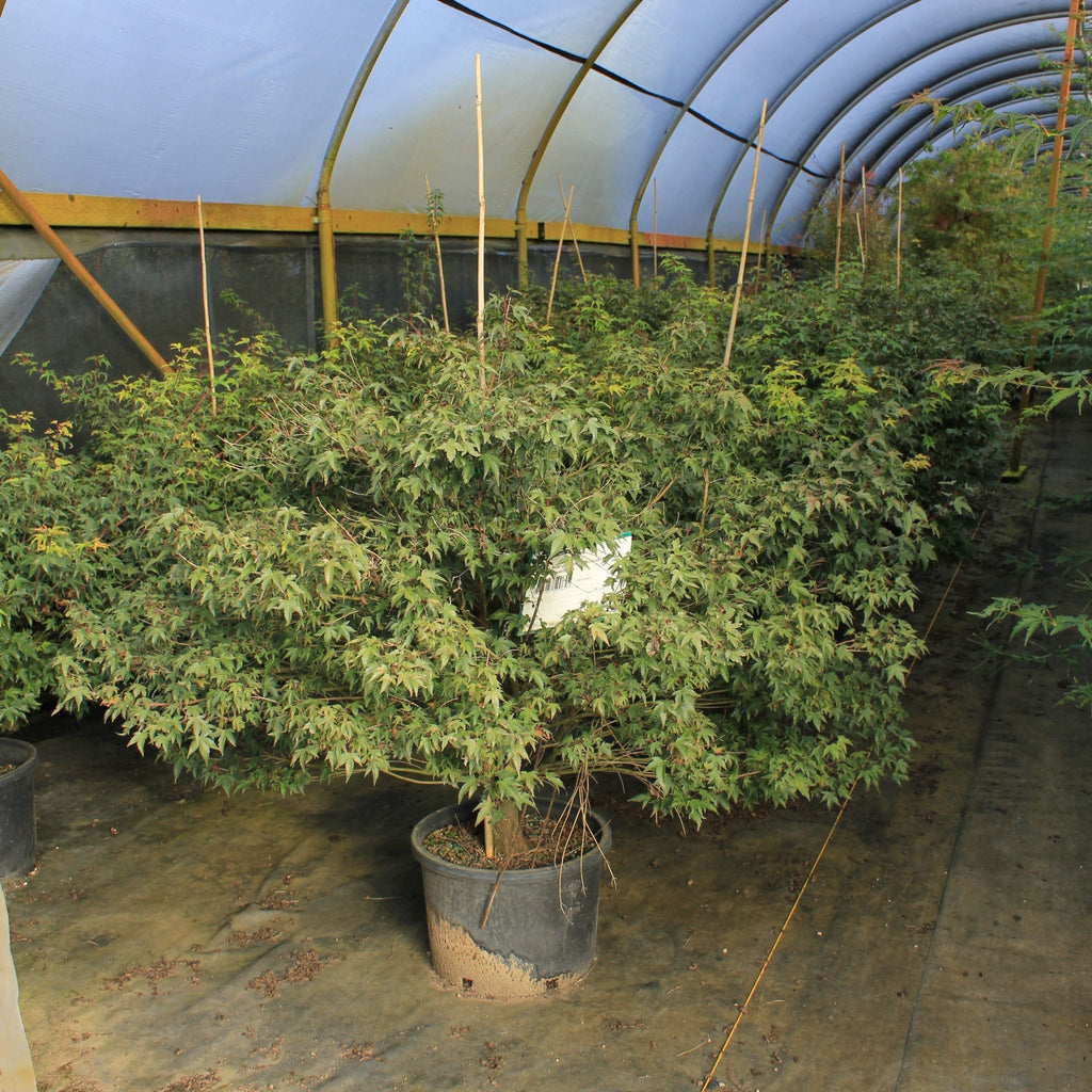 Acer palmatum 'Kiyohime yatsubusa' (DWARF) (CG)