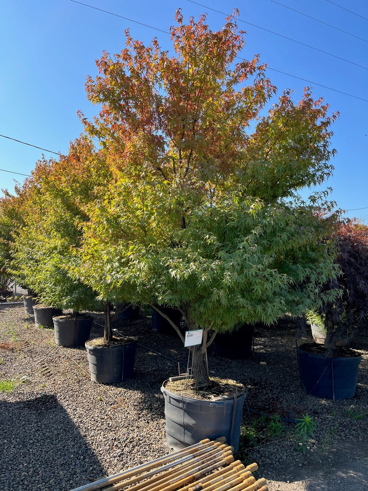Acer palmatum 'Nishiki gawa'